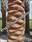 Click Here To View This Palm Tree Item Picture Full Size - Palm Trees In Houston Texas