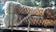 Click Here To View This Palm Tree Item Picture Full Size - Palm Trees In Houston Texas