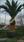 Click Here To View This Palm Tree Item Picture Full Size - Palm Trees In Houston Texas