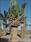 Click Here To View This Palm Tree Item Picture Full Size - Palm Trees In Houston Texas