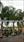 Click Here To View This Palm Tree Item Picture Full Size - Palm Trees In Houston Texas