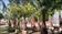 Click Here To View This Palm Tree Item Picture Full Size - Palm Trees In Houston Texas