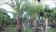 Click Here To View This Palm Tree Item Picture Full Size - Palm Trees In Houston Texas