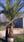 Click Here To View This Palm Tree Item Picture Full Size - Palm Trees In Houston Texas
