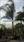 Click Here To View This Palm Tree Item Picture Full Size - Palm Trees In Houston Texas