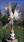 Click Here To View This Palm Tree Item Picture Full Size - Palm Trees In Houston Texas