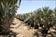 Click Here To View This Palm Tree Item Picture Full Size - Palm Trees In Houston Texas