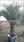 Click Here To View This Palm Tree Item Picture Full Size - Palm Trees In Houston Texas