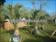 Click Here To View This Palm Tree Item Picture Full Size - Palm Trees In Houston Texas