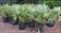 Click Here To View This Palm Tree Item Picture Full Size - Palm Trees In Houston Texas