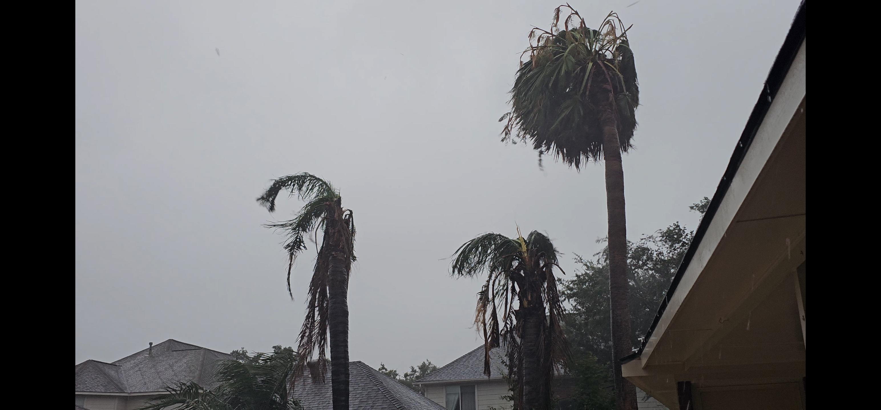 Palm Tree Expert Consulting For Hurricane Damaged Palm Trees Palm Tree Expert Consulting For Hurricane Damaged Palm Trees