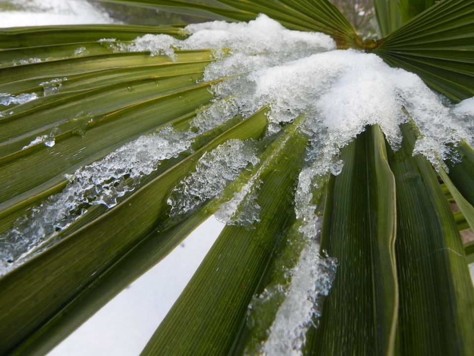 Consulting About Freeze Protections Products For Palm Trees Consulting About Freeze Protections Products For Palm Trees