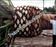 Click Here To View This Palm Tree Item Picture Full Size - Palm Trees In Houston Texas