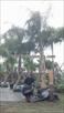 Click Here To View This Palm Tree Item Picture Full Size - Palm Trees In Houston Texas