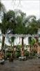 Click Here To View This Palm Tree Item Picture Full Size - Palm Trees In Houston Texas