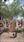 Click Here To View This Palm Tree Item Picture Full Size - Palm Trees In Houston Texas