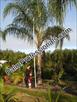 Click Here To View This Palm Tree Item Picture Full Size - Palm Trees In Houston Texas