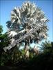 Click Here To View This Palm Tree Item Picture Full Size - Palm Trees In Houston Texas