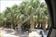 Click Here To View This Palm Tree Item Picture Full Size - Palm Trees In Houston Texas