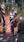 Click Here To View This Palm Tree Item Picture Full Size - Palm Trees In Houston Texas