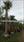 Click Here To View This Palm Tree Item Picture Full Size - Palm Trees In Houston Texas