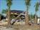Click Here To View This Palm Tree Item Picture Full Size - Palm Trees In Houston Texas