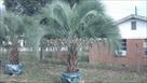 Click Here To View This Palm Tree Item Picture Full Size - Palm Trees In Houston Texas