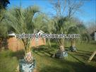 Click Here To View This Palm Tree Item Picture Full Size - Palm Trees In Houston Texas