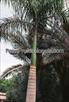 Click Here To View This Palm Tree Item Picture Full Size - Palm Trees In Houston Texas
