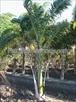 Click Here To View This Palm Tree Item Picture Full Size - Palm Trees In Houston Texas