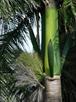 Click Here To View This Palm Tree Item Picture Full Size - Palm Trees In Houston Texas