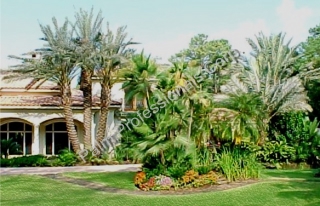 The Largest Multi-Trunk Medjool Date Palm Tree