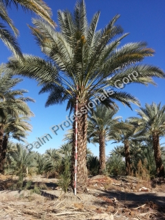 Date Palm Tree Sales And Installation