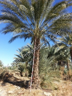 Date Palm Tree Sales And Installation