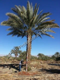 Date Palm Tree Sales And Installation