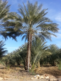 Date Palm Tree Sales And Installation