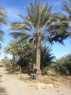 Date Palm Tree Sales And Installation