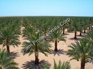 Date Palm Tree Sales And Installation