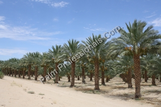 Date Palm Tree Sales And Installation