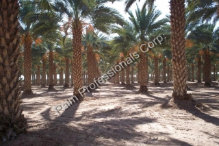 Date Palm Tree Sales And Installation