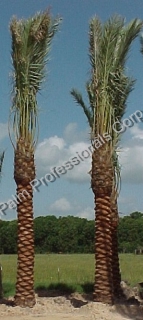 Date Palm Tree Sales And Installation