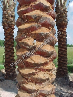 Date Palm Tree Sales And Installation
